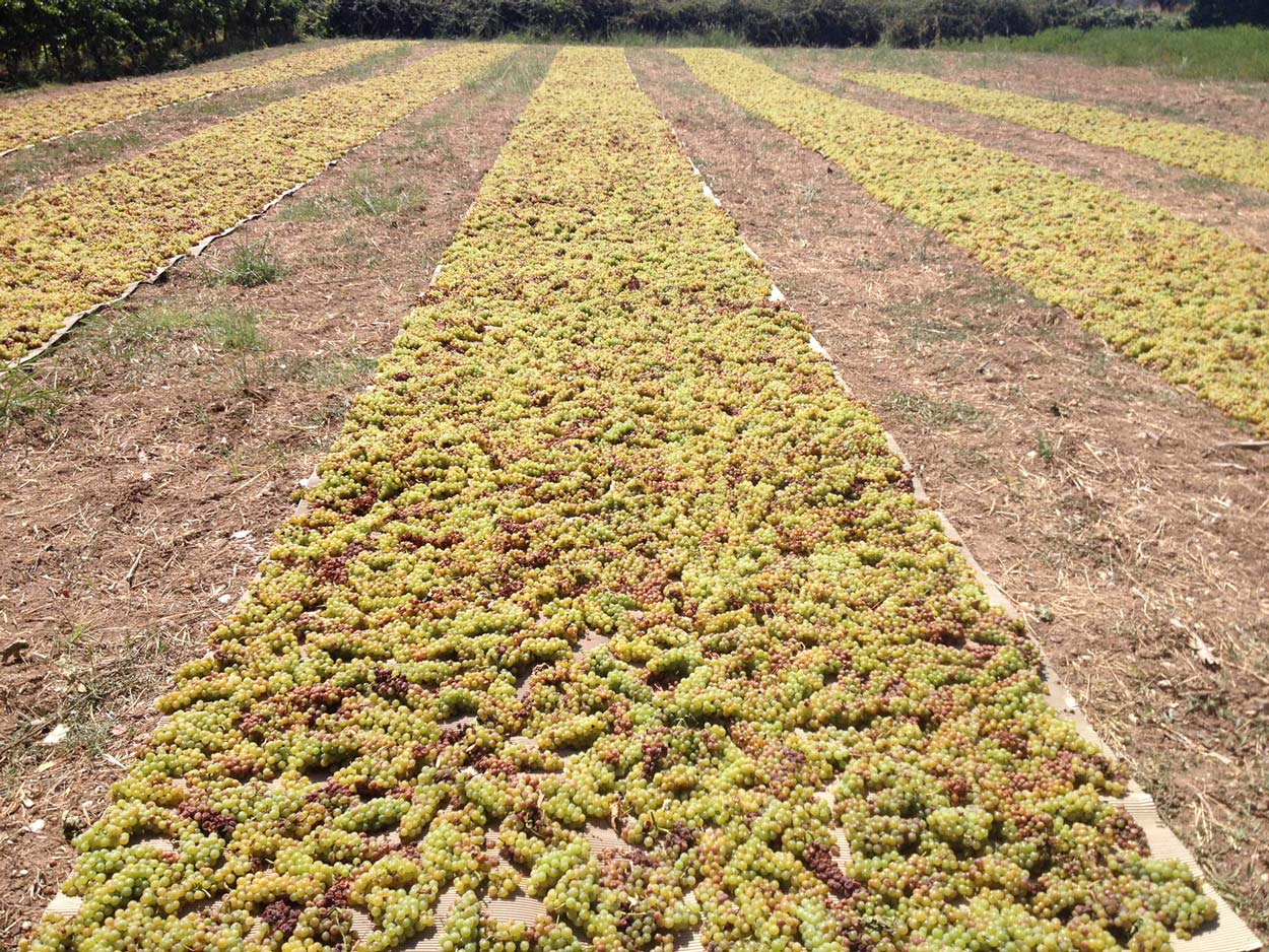 MUSCAT-SUNDRIED-(2).jpg.86