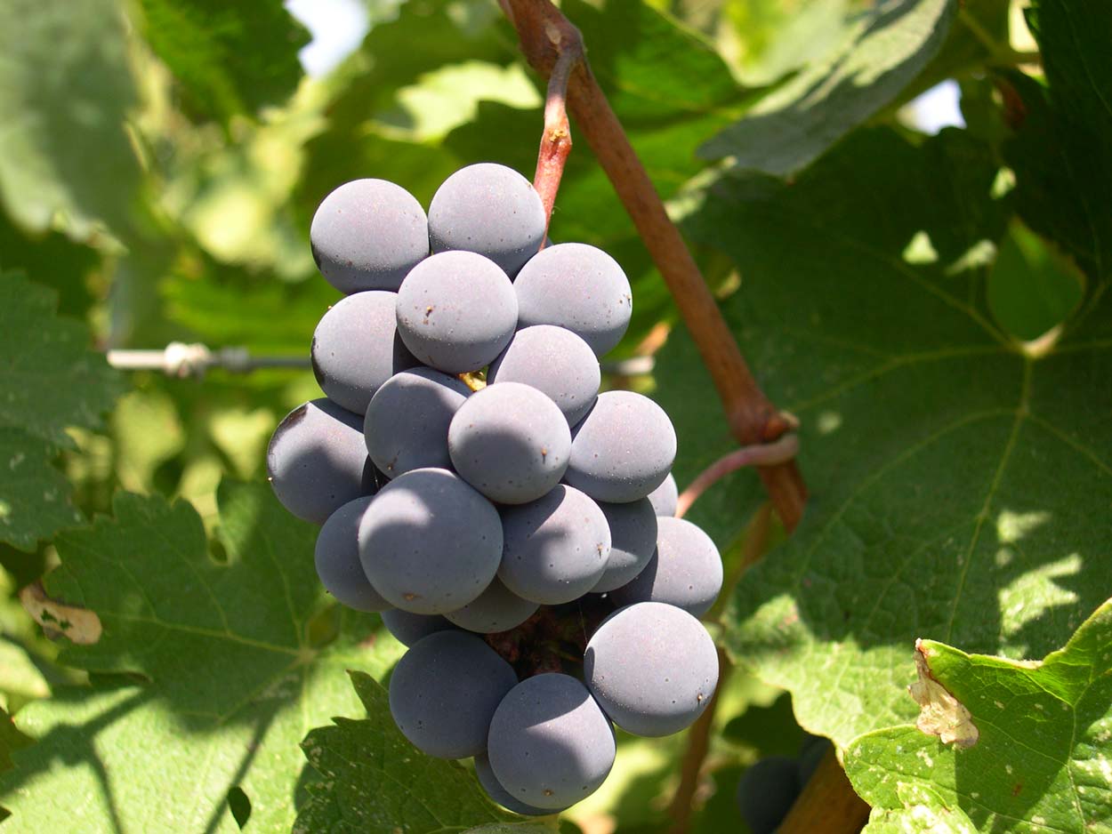 PARPAROUSSIS-(7).jpg.86