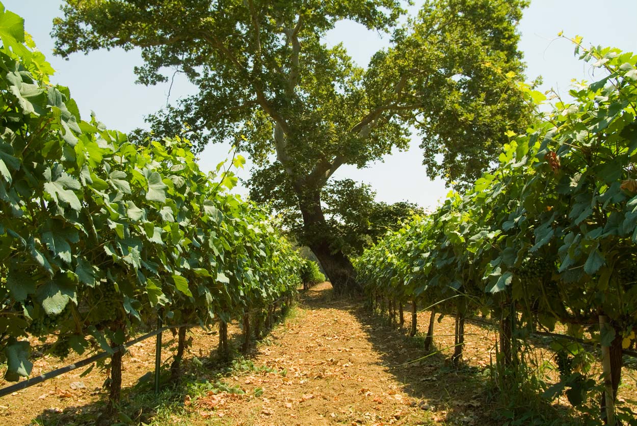 PARPAROUSSIS-VINEYARD-(3).jpg.50