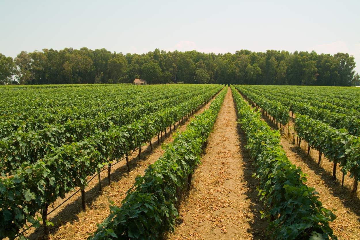 PARPAROUSSIS-VINEYARD.jpg.36