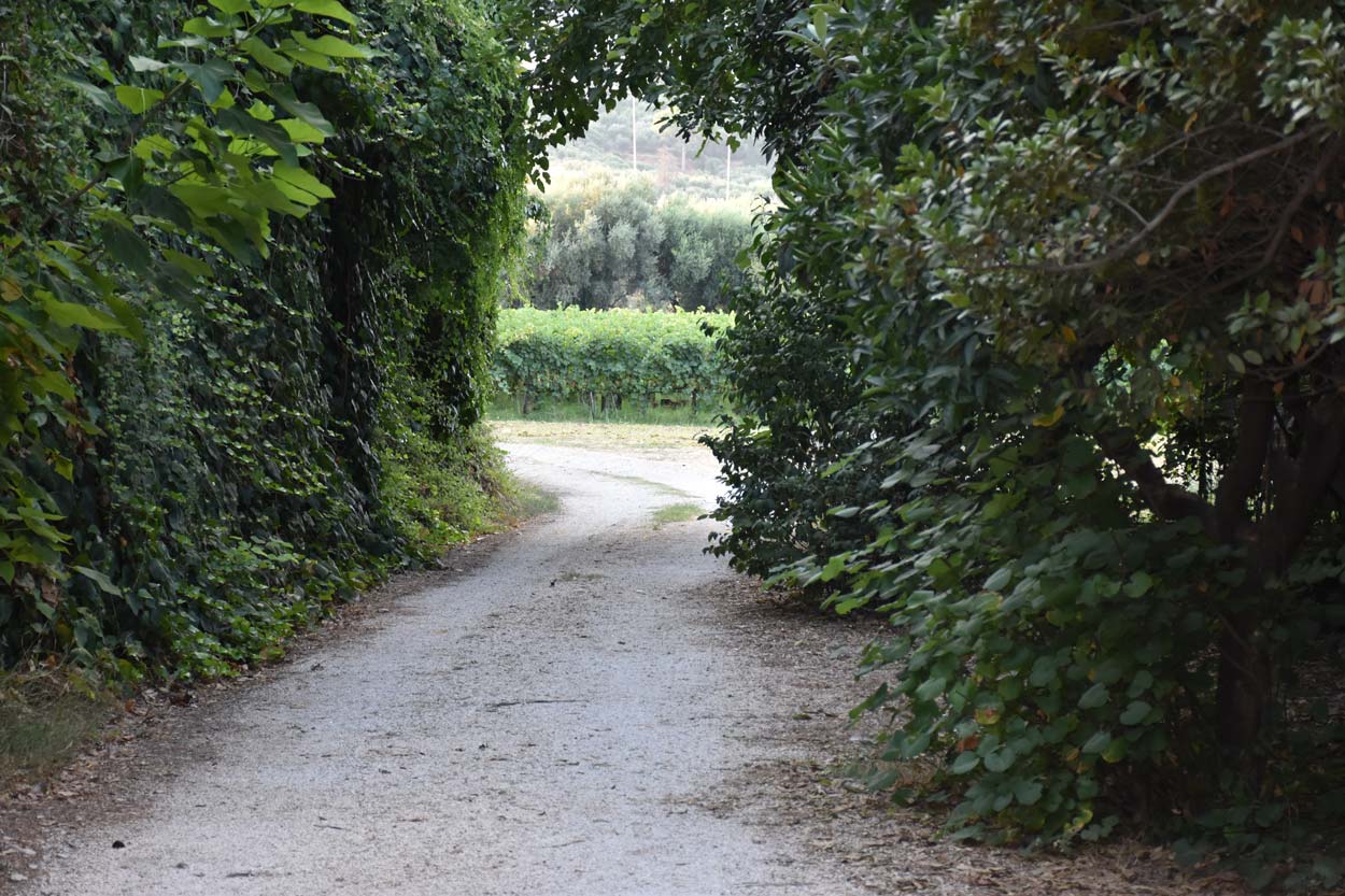 PARPAROUSSIS-WINERY-(2).jpg.93