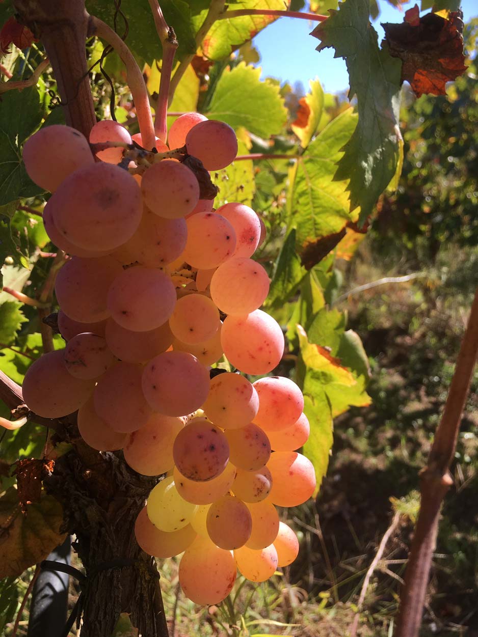 SIDERITIS_PARPAROUSSIS.jpg.12